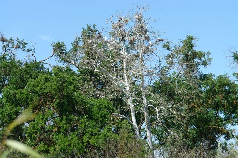 Heron and Egret Rookery