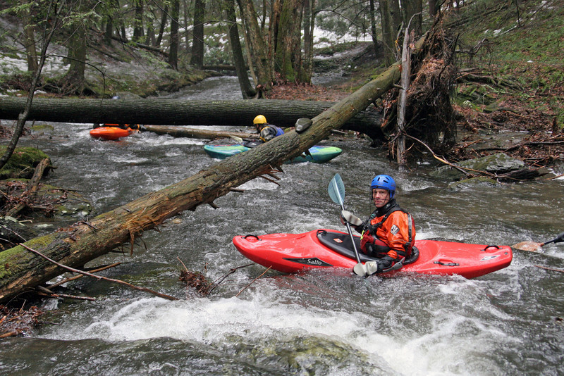 Louisiana Water Thrush