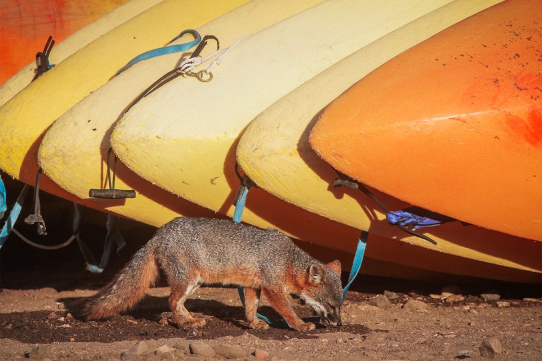 (4th Channel) Mill Wave