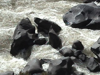 Little Arsenic Rapid Junior