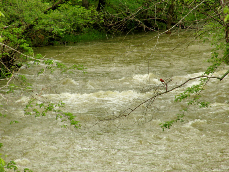 Falls of Cedar Creek