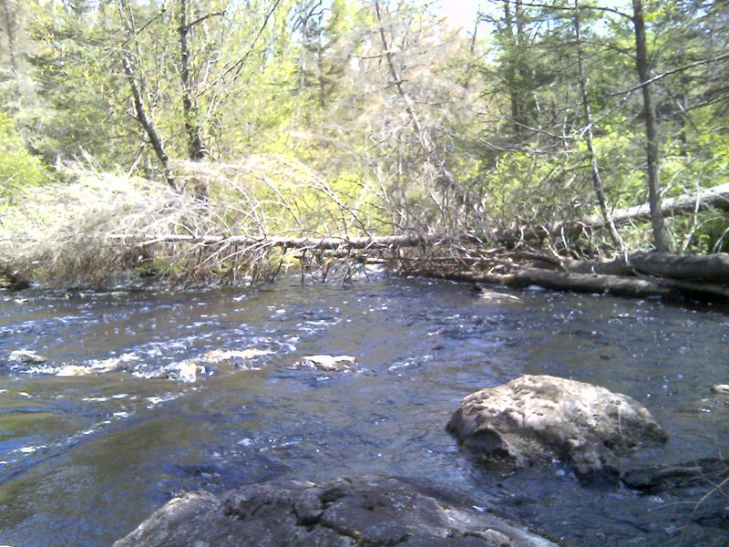Log Pile Across Burnt Dam Rapids
