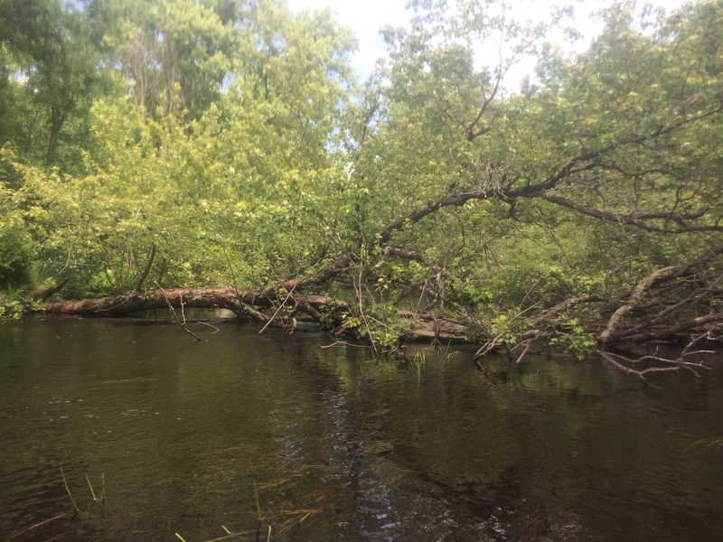 Suspension Bridge, Big Horn Hunting Club