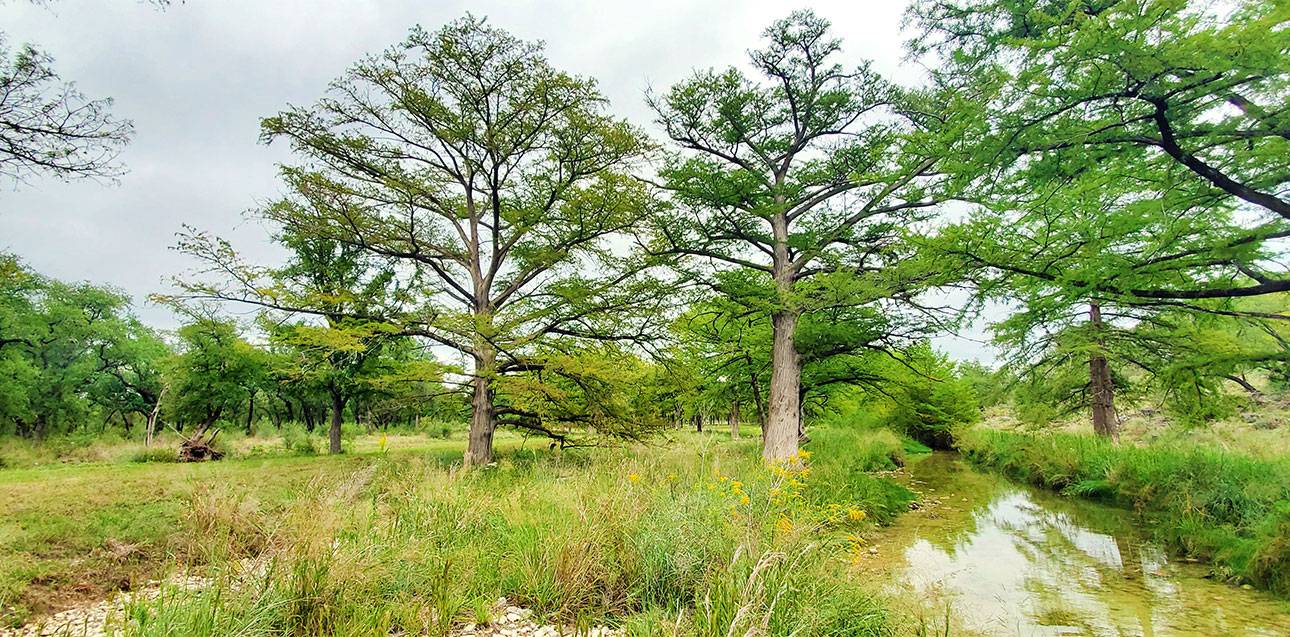 Confluence with Cypress Creek
