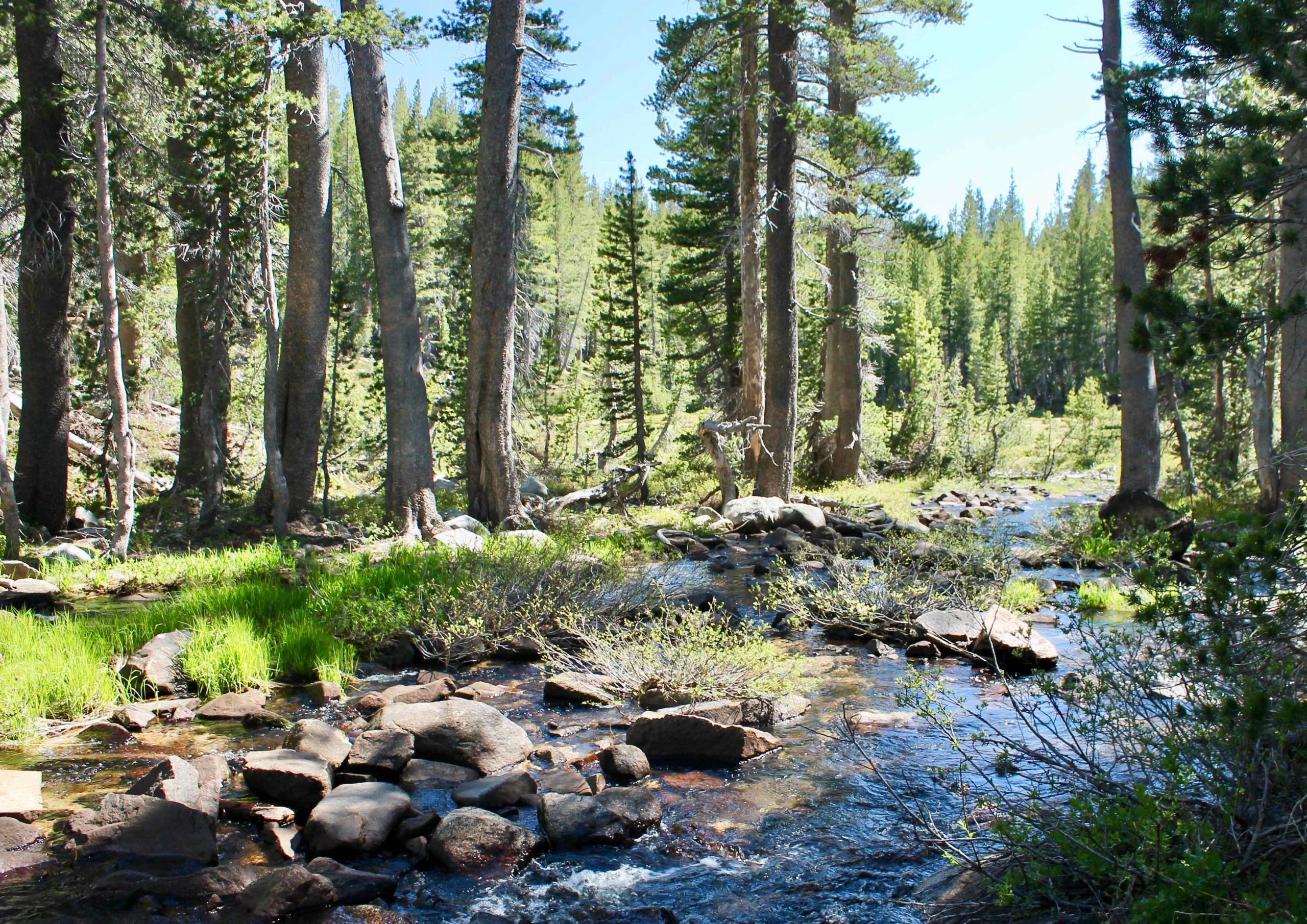 Dinkey Meadows Gauge