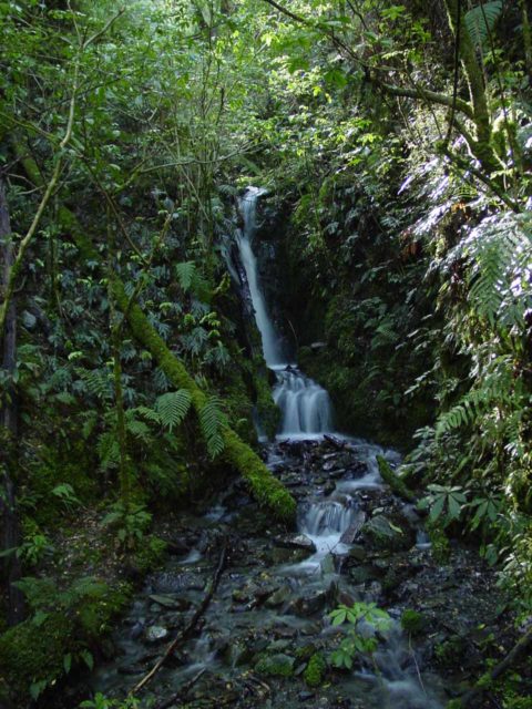Five Mile Creek Confluence