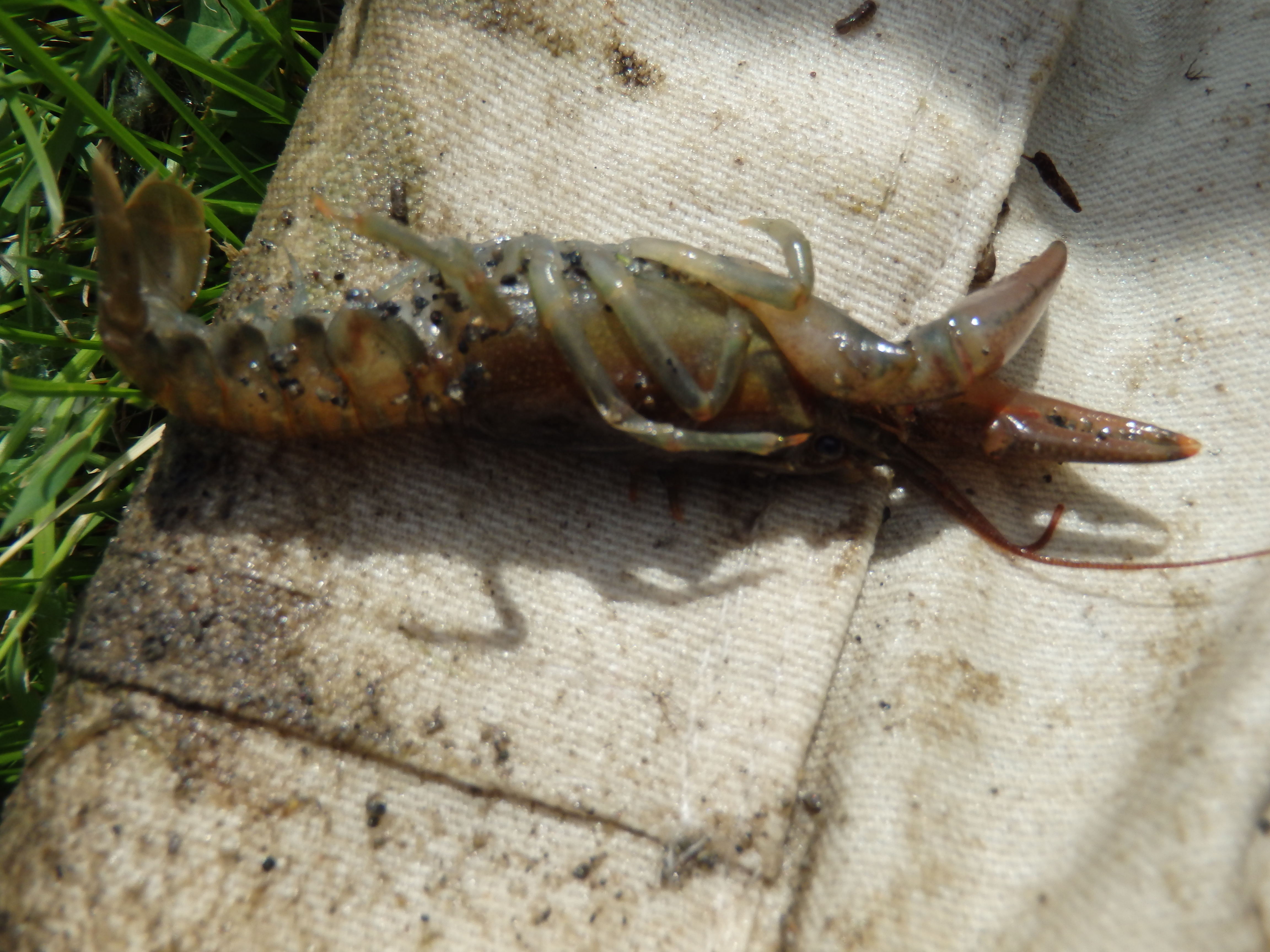 Major deadfall and snags