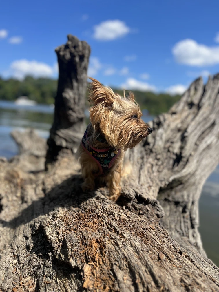 Parking for Calumet Channels: Burlington Dog Park
