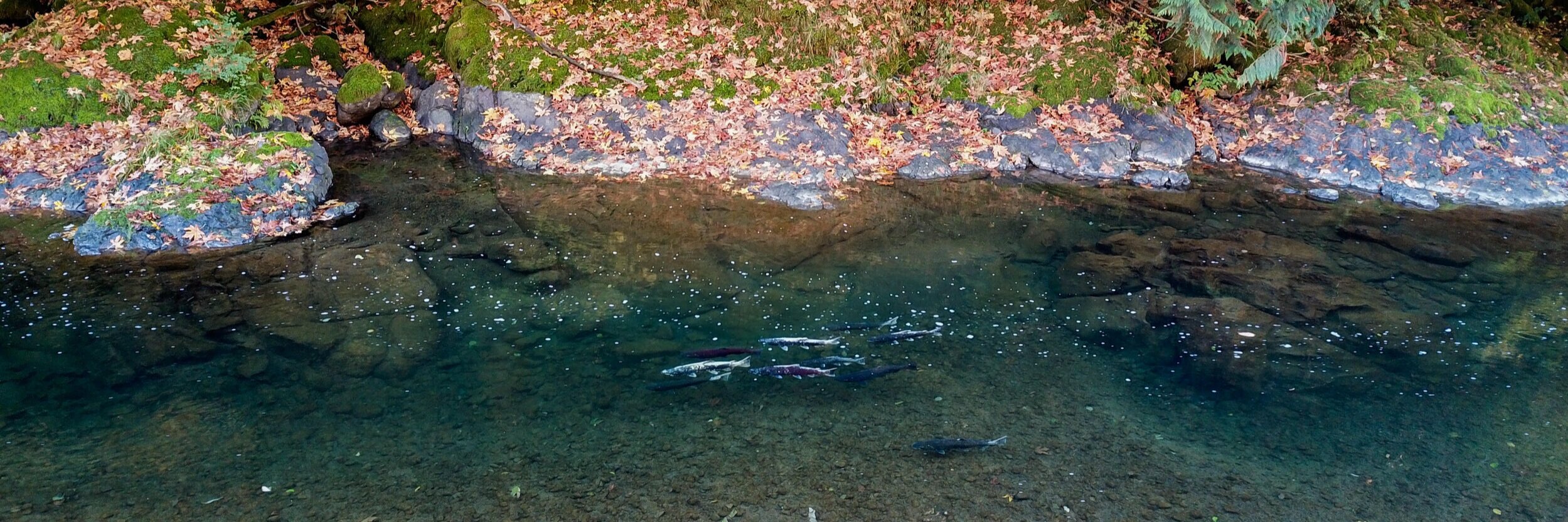 Proposed Upper Chehalis Dam