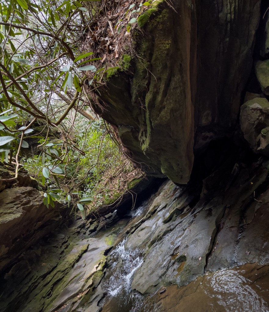 Rock Garden (deadfall area!)