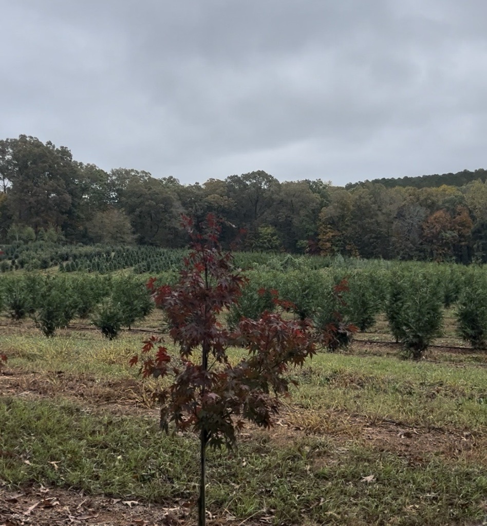 Tree Farm Put-In