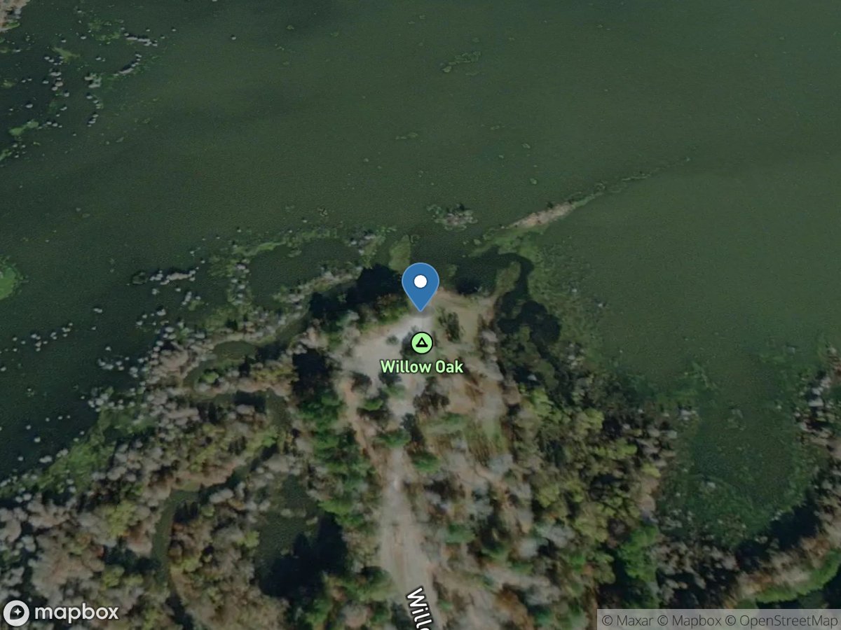 Sabine National Forest - Willow Oak