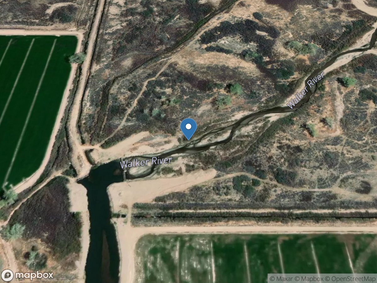 Walker Rvr below Yerington Weir near Yerington, NV location