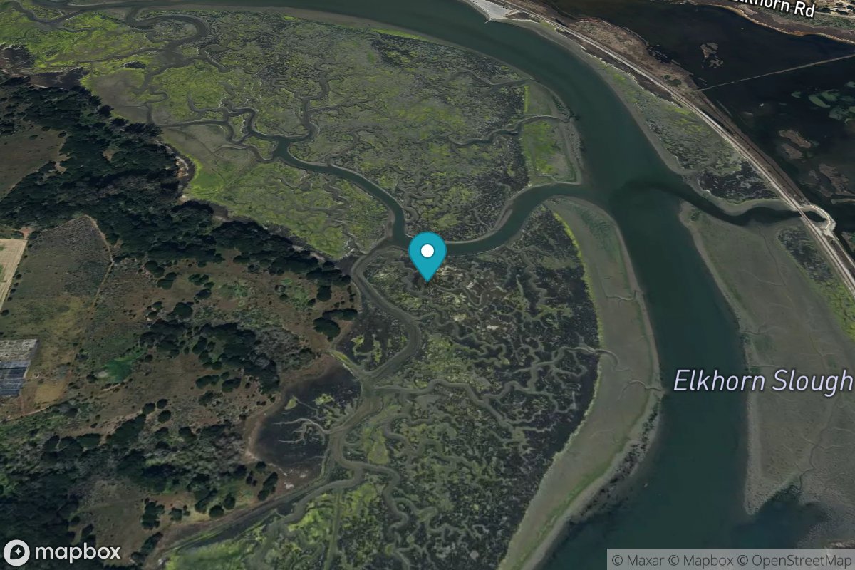 Tidal Creek, Elkhorn Slough